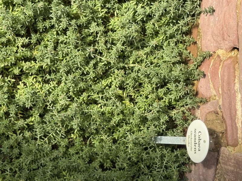 Witte sedum — foto 3 van 8