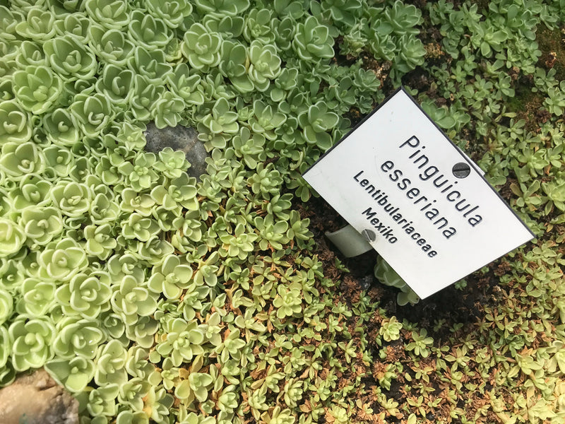 Witte sedum — foto 4 van 8