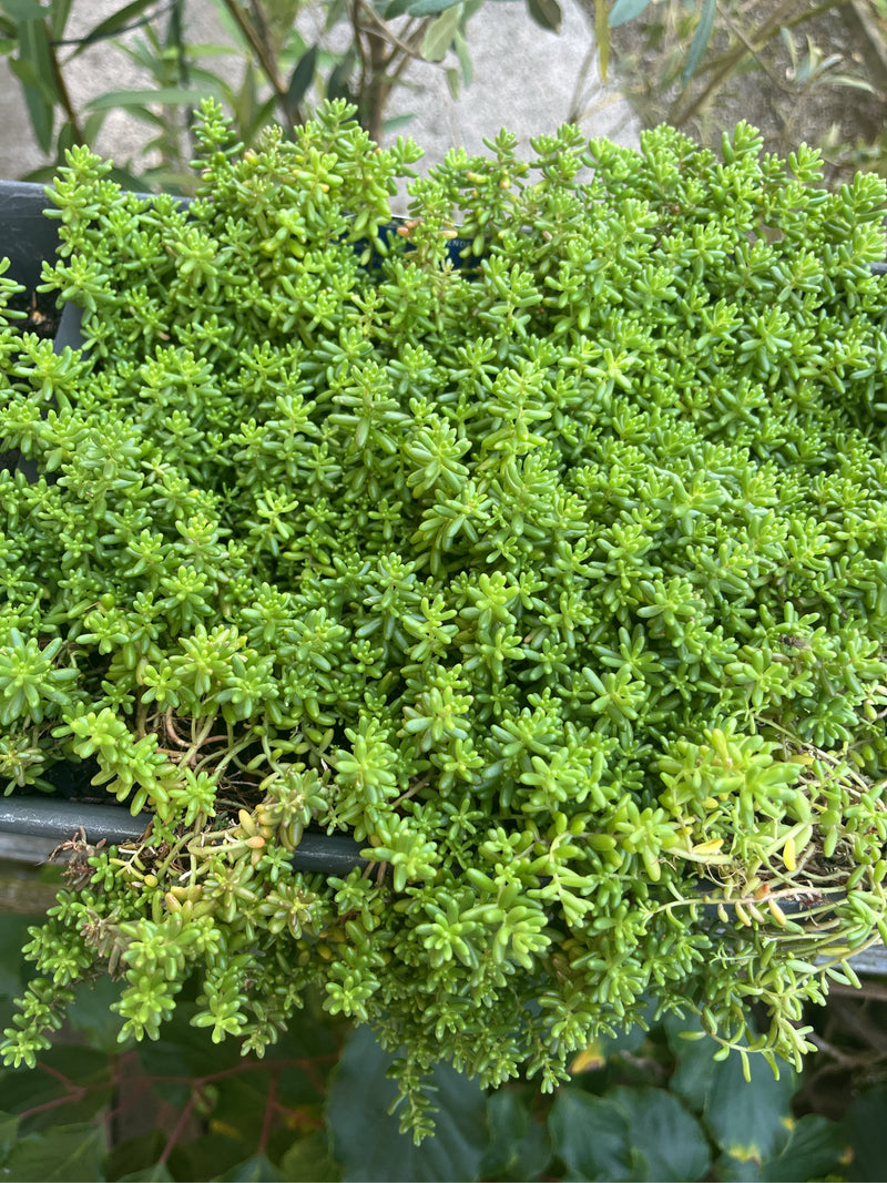 Witte sedum — foto 2 van 8
