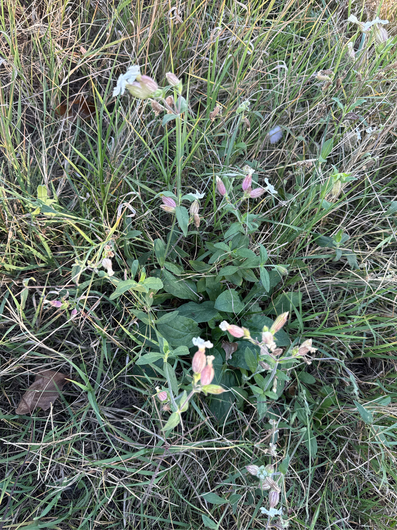 Een bloeiende avondkoekoeksbloem groeit tussen droog gras met zichtbare knoppen en open bloemen.