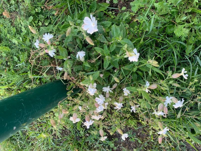Een bloeiende avondkoekoeksbloem groeit in het gras naast een groene paal.