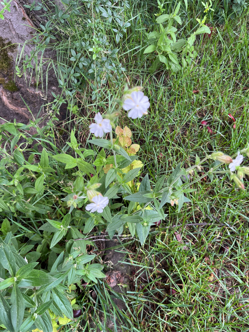 Witte anjer — foto 2 van 4