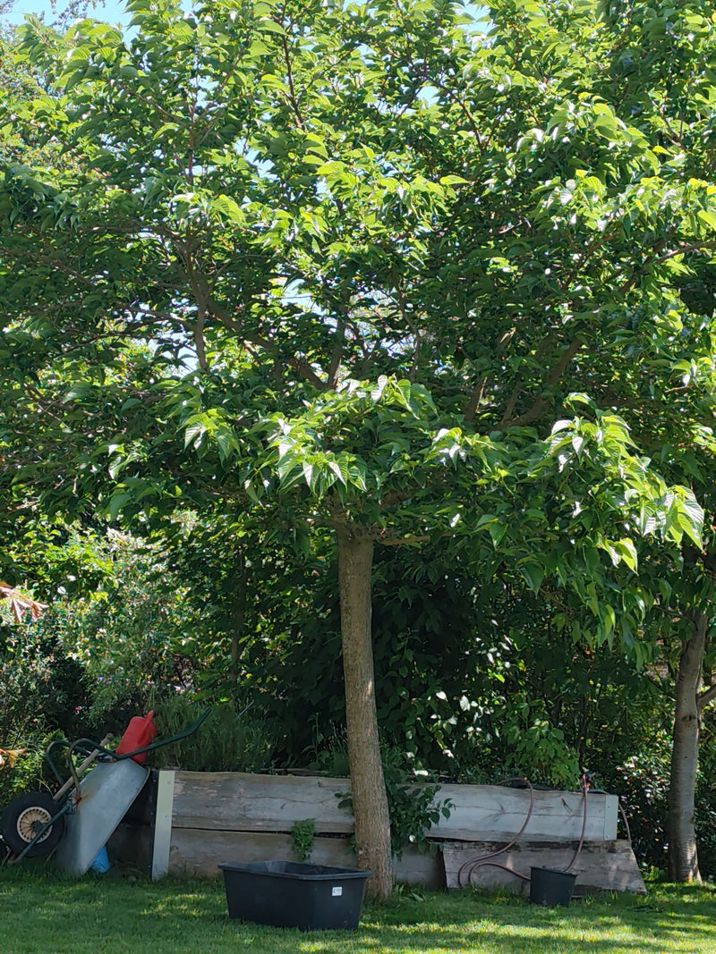Moerbeiboom — Bild 1