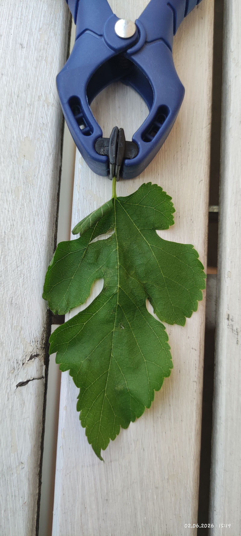 Moerbeiboom — Bild 2