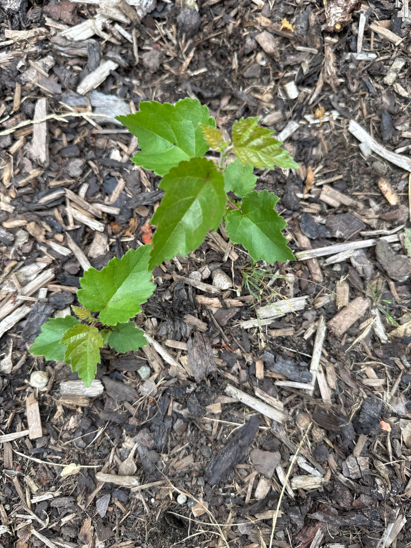 Twee kleine witte moerbeizaailingen met lichtgroene bladeren groeien op een ondergrond van schorsmulch. De foto toont de jonge planten van bovenaf.
