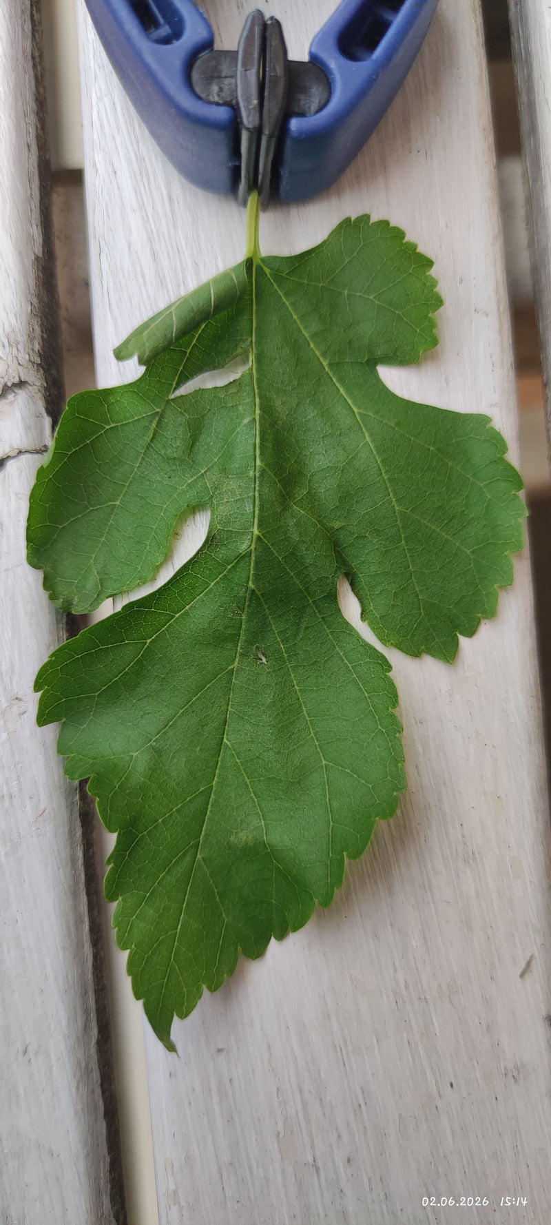 Moerbeiboom — Bild 3