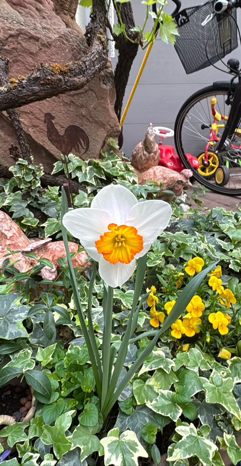 Witte narcis — Bild 1