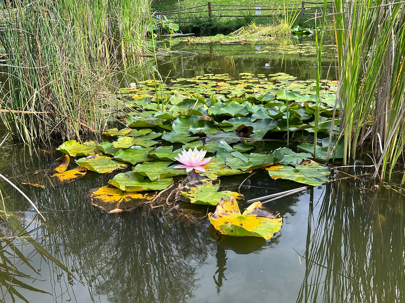 Witte waterlelie — foto 1 van 8