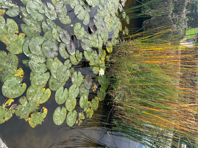 Talrijke drijvende bladeren en een geopende witte bloem van een waterlelie drijven op het wateroppervlak naast oeverriet.