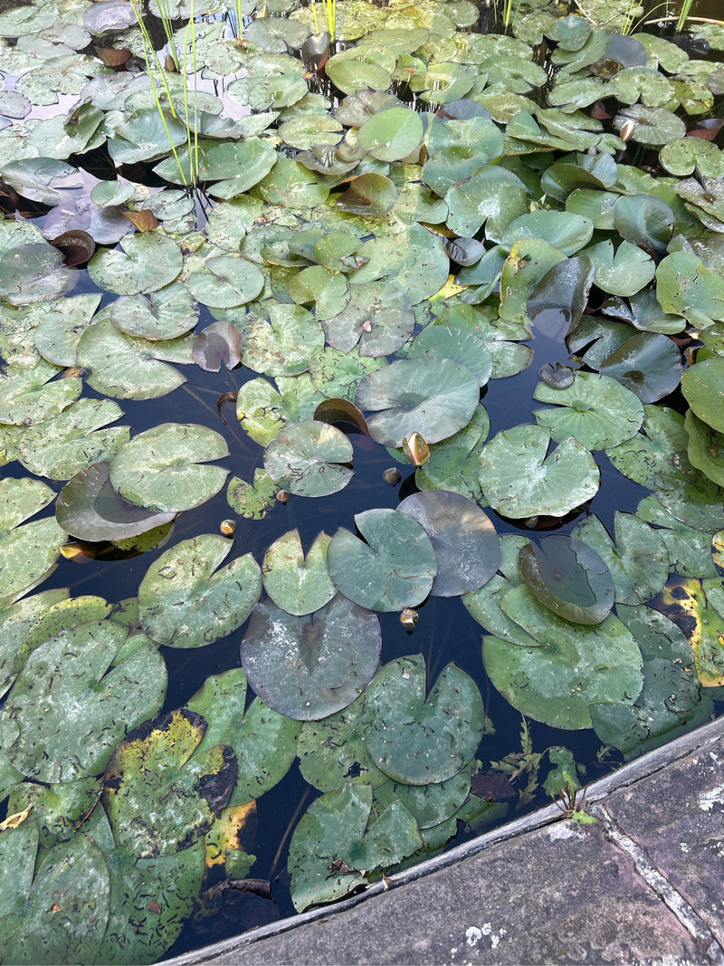 Witte waterlelie — foto 2 van 8