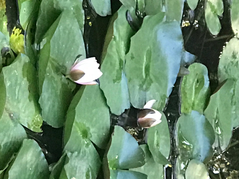 Witte waterlelie — foto 5 van 8