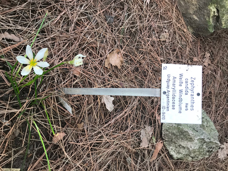 Weiße Windblume — foto 1 van 1