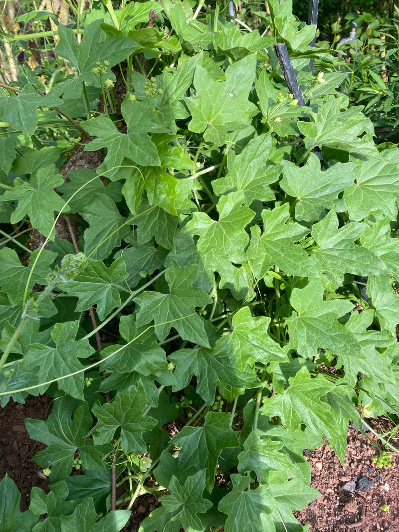 Witte bryony — Bild 1