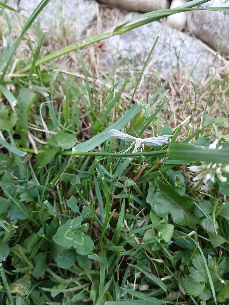 Witte verenvlindervlinder — foto 1 van 6