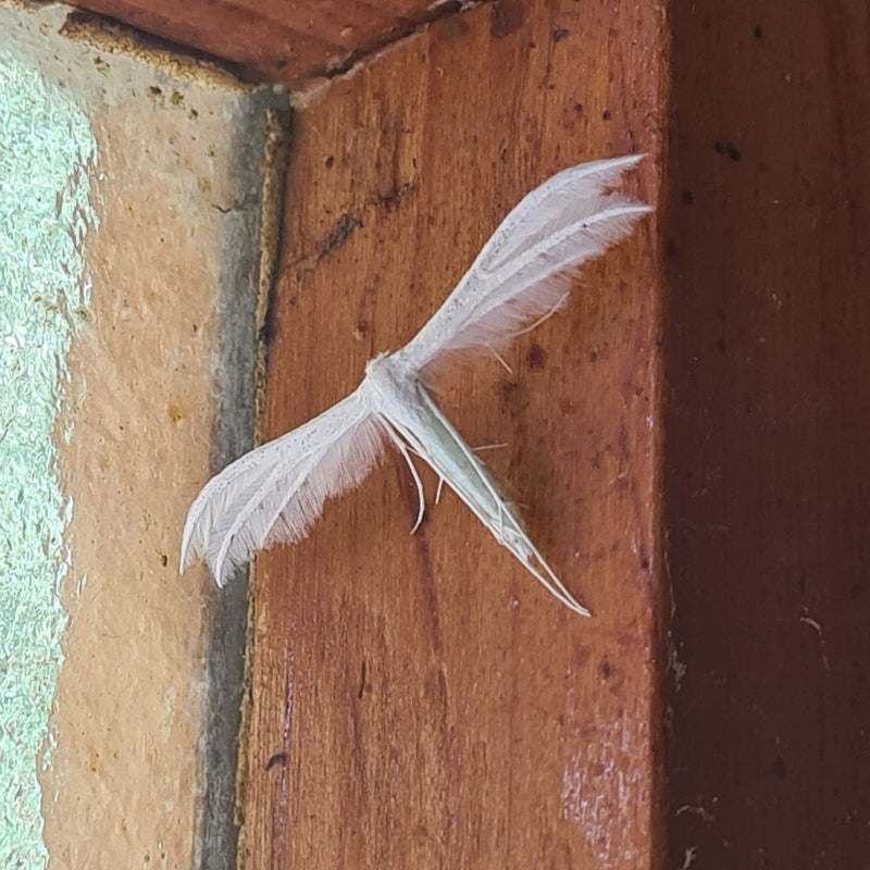 Witte verenvlindervlinder — Bild 1