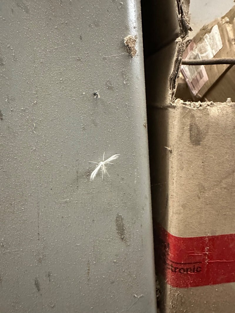 Witte verenvlindervlinder — foto 4 van 6