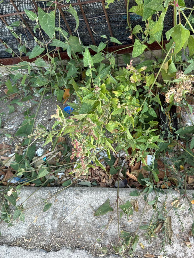 De afbeelding toont een volwassen plant van melganzenvoet met groenachtige bladeren en dichte bloeiwijzen. Hij groeit op steenachtige grond nabij een muur.