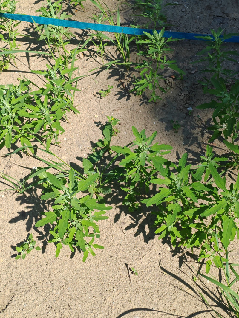 verschillende jonge planten van de melde groeien op droge, zandige grond. De karakteristiek gevormde groene bladeren zijn duidelijk zichtbaar.