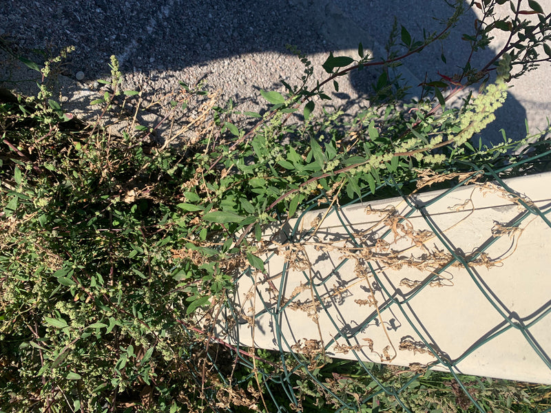 Een melganzenvoet met melige bloeiwijzen groeit door een gaashekwerk langs een verharde weg.