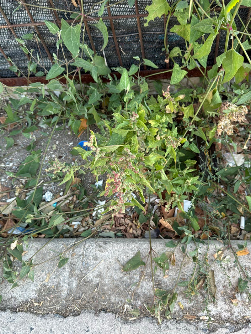 Te zien is een plant van de melganzenvoet die groeit met zijn typische bladeren en bloeiwijzen op stedelijke grond. De opname van boven toont de plant voor e...