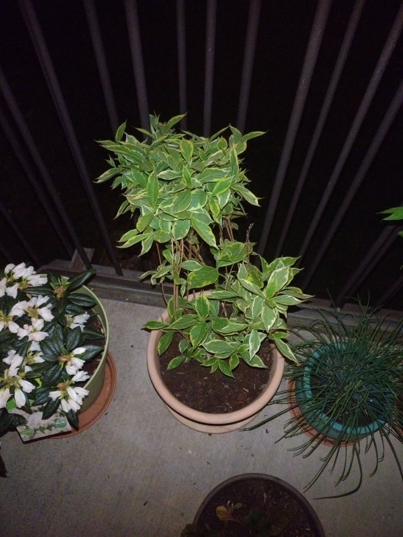 Weißer Hartriegel — Bild 2