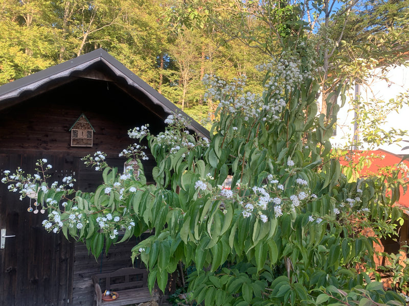 Witte kornoelje — foto 3 van 5
