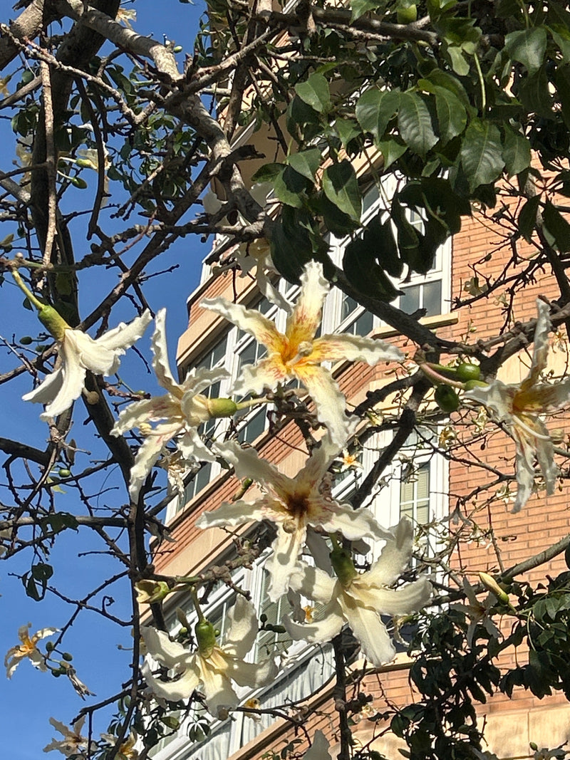 Weißer Seidenwollbaum — foto 1 van 1