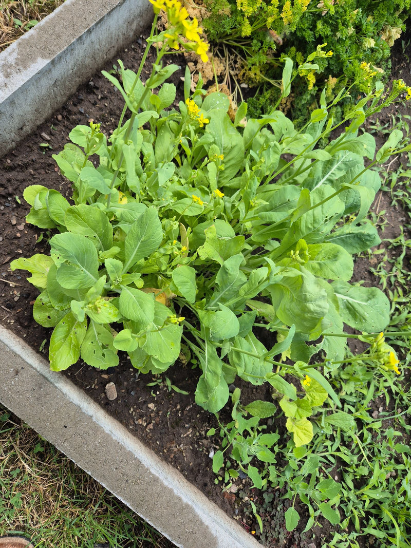 Mosterdplant — Bild 1