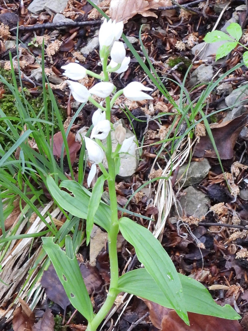 Witte bosvogel — Bild 1