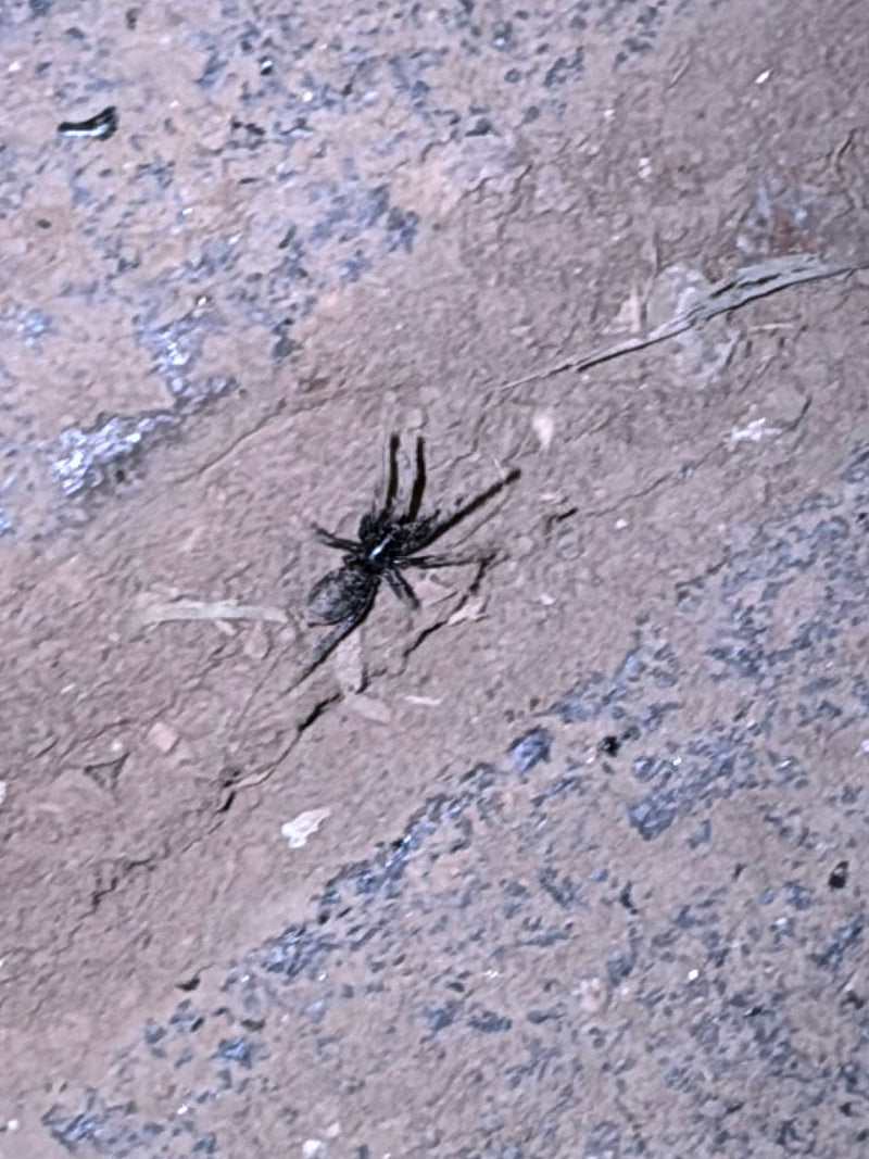 Weißgestreifte Bodenspinne — Bild 2