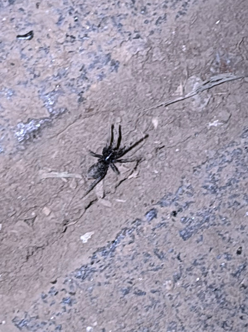 Weißgestreifte Bodenspinne — Bild 1