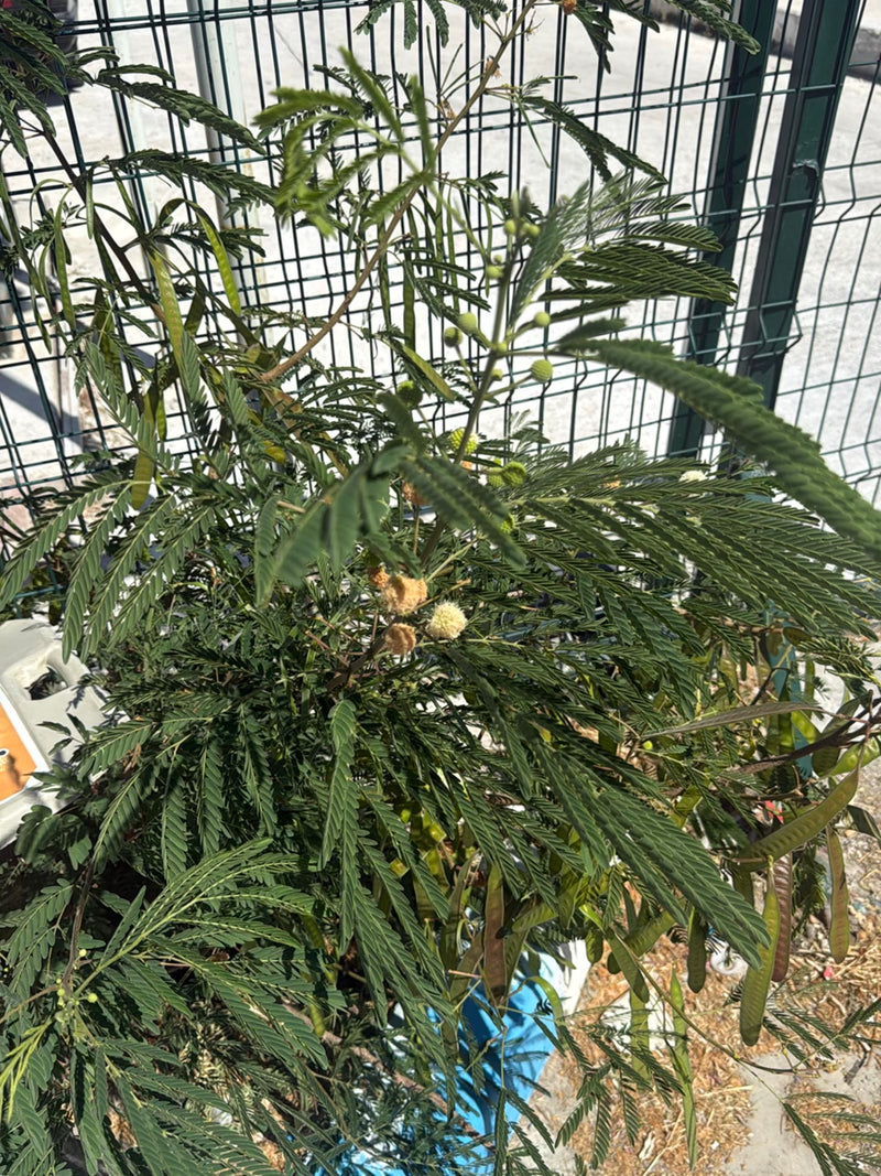 Witkopmimosa — Bild 1
