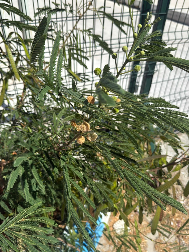 Witkopmimosa — Bild 3