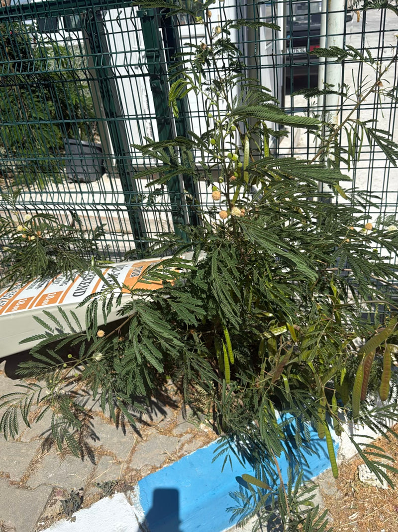 Witkopmimosa — Bild 2