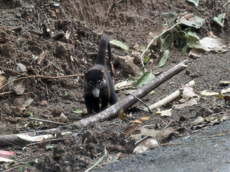 Coati met witte neus — Bild 1