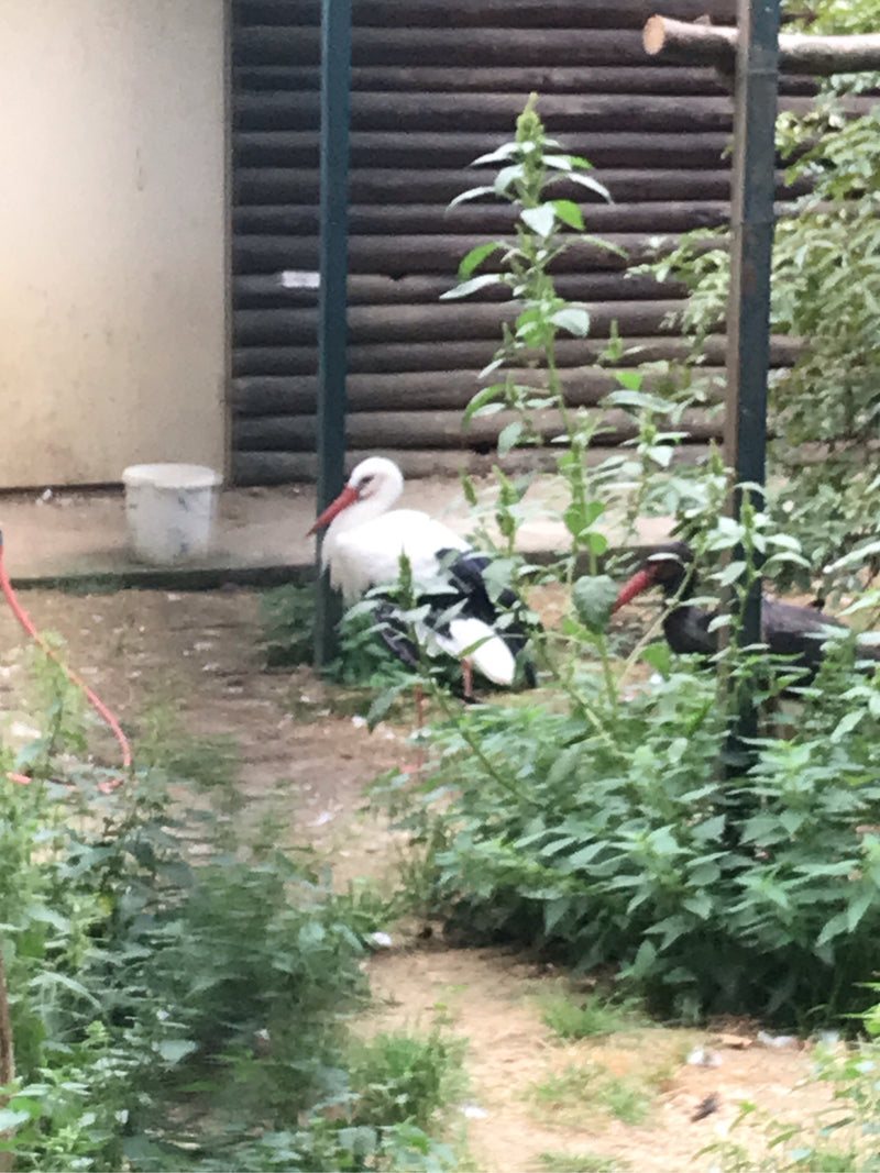 Witte ooievaar — foto 3 van 6