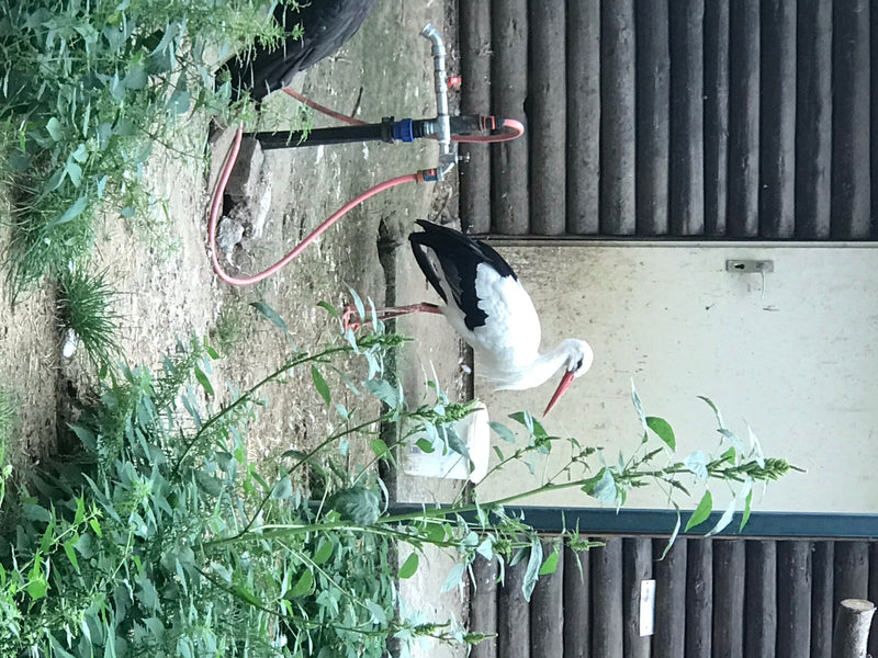 Witte ooievaar — foto 1 van 6