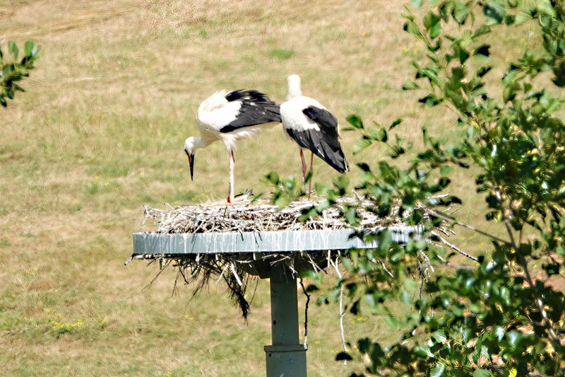 Witte ooievaar — foto 4 van 6