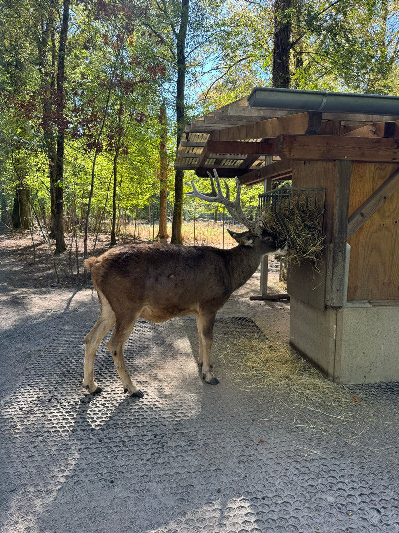 Weißwedelhirsch (Kitz) — foto 2 van 3