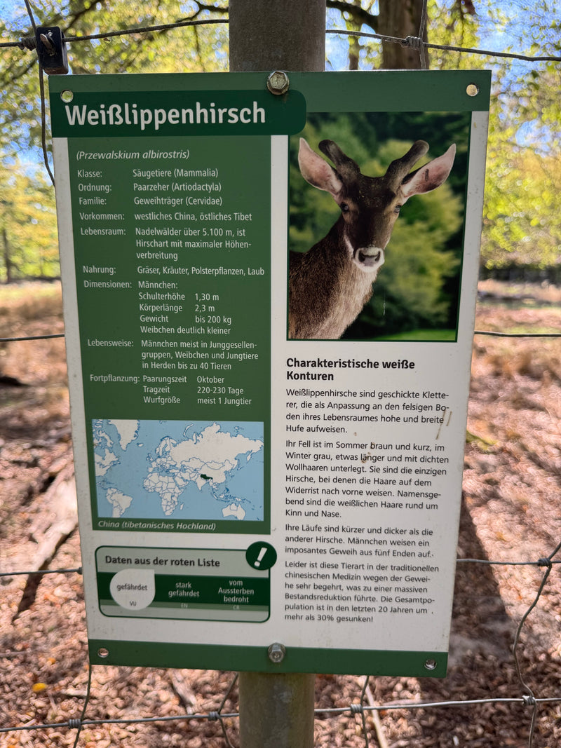 Weißwedelhirsch (Kitz) — foto 3 van 3