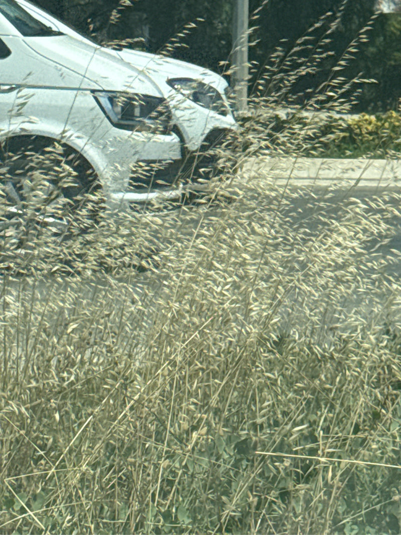 Zachte brome — Bild 2