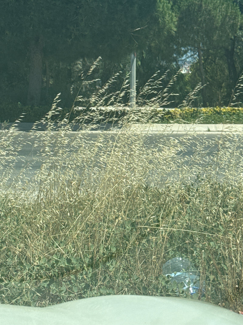 Zachte brome — Bild 1