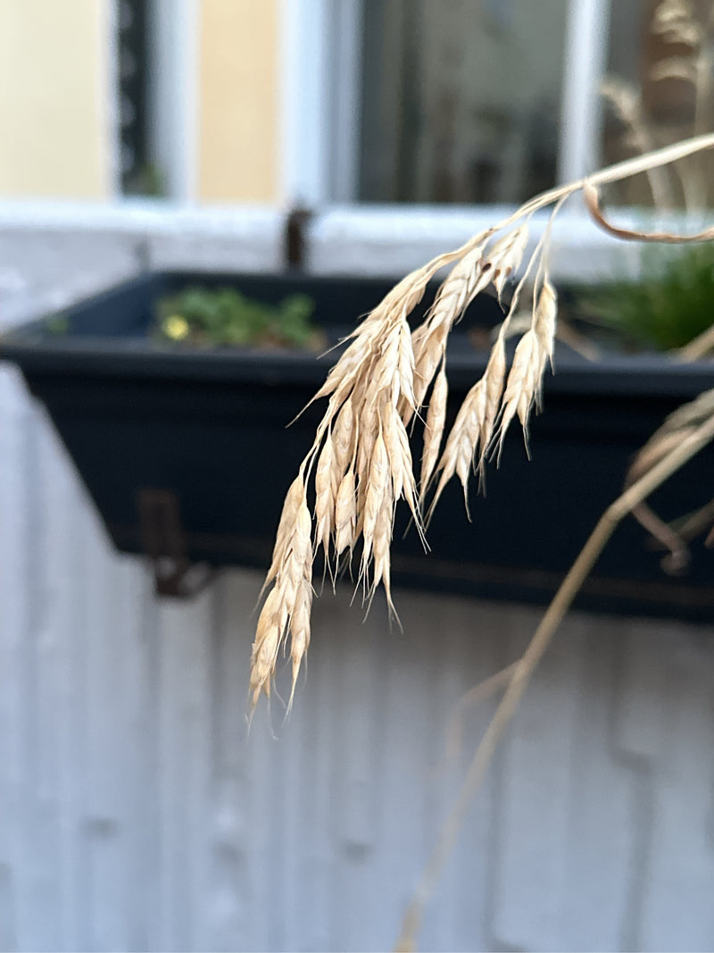 Zachte brome — foto 3 van 4