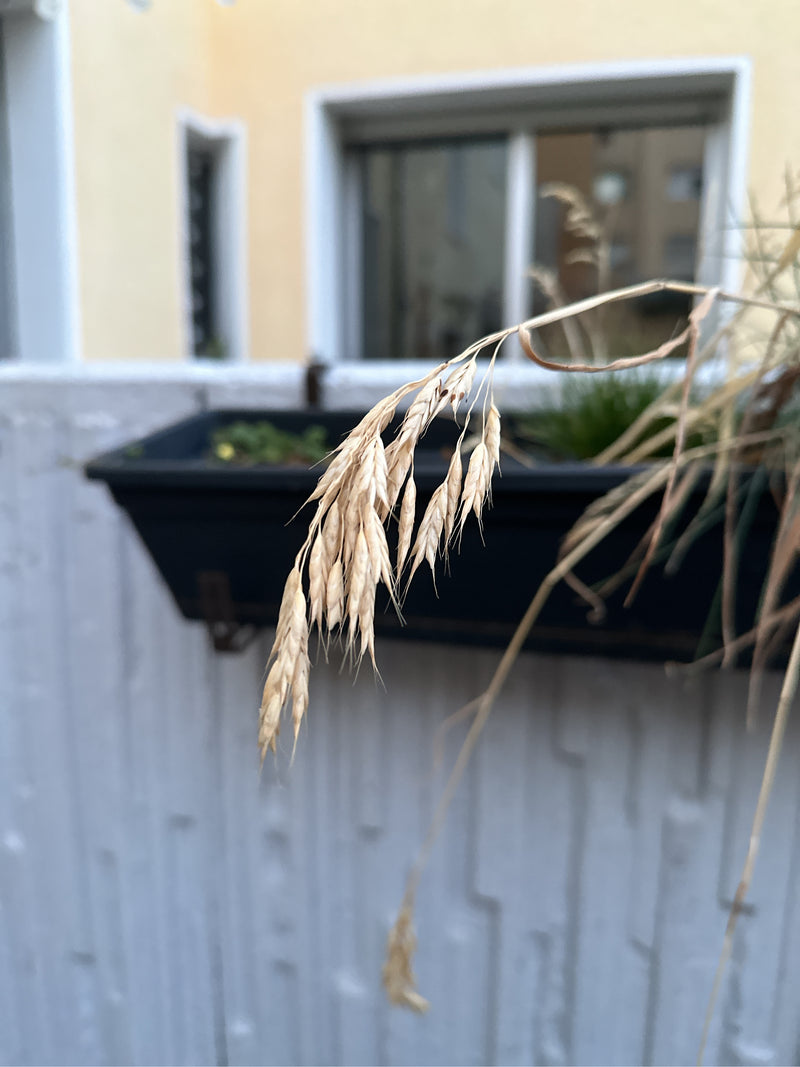 Zachte brome — foto 4 van 4