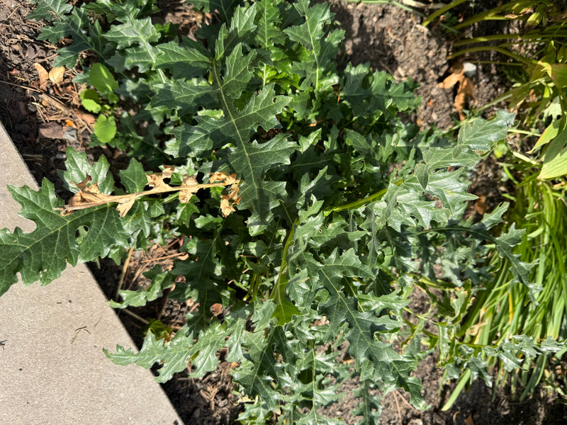 De afbeelding toont de grote, diep gelobde en glanzende groene bladeren van een zachte acanthus. De plant groeit in losse aarde vlak naast een betonnen rand.