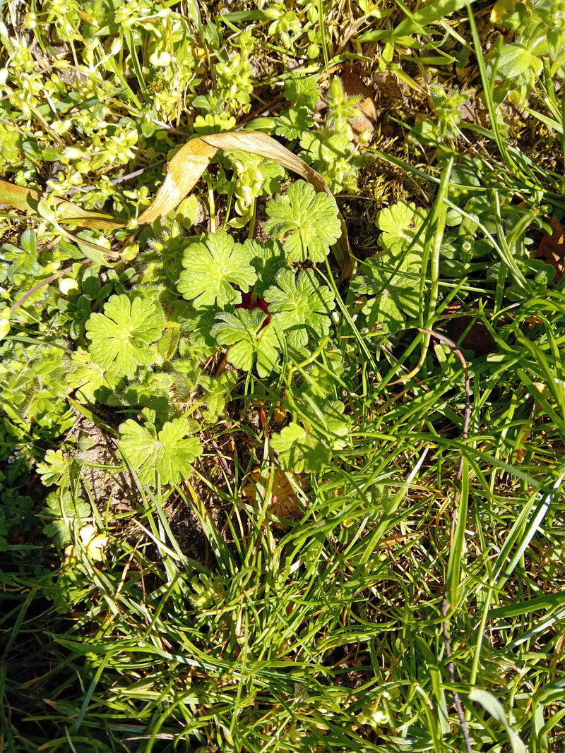 Zachte ooievaarsbek — Bild 1