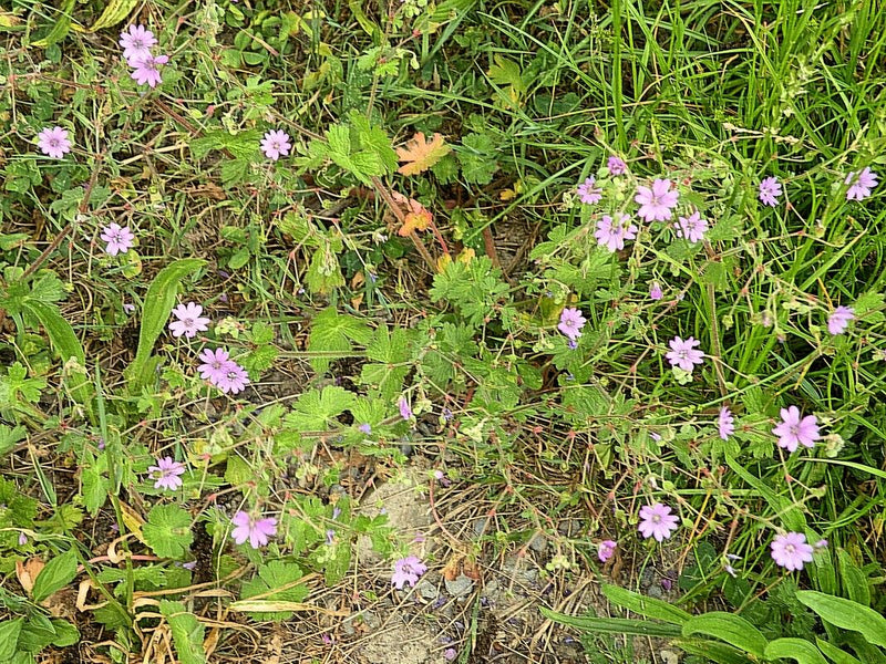 De afbeelding toont zachte ooievaarsbek met zijn typische kleine roze bloemen en gelobde bladeren. De plant groeit in een weiland tussen grassen.