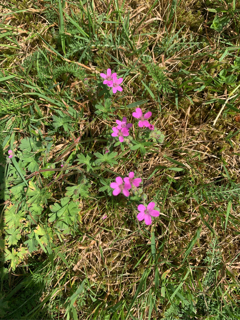 De afbeelding toont zachte ooievaarsbek met zijn kenmerkende roze bloemen en gelobde bladeren die in een weiland groeien.