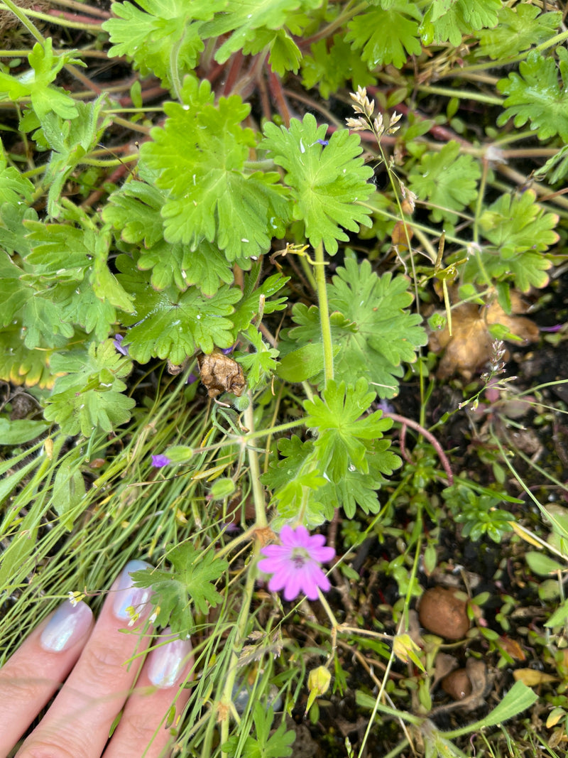 De afbeelding toont zachte ooievaarsbek met zijn typische gelobde bladeren en een kleine paarse bloem. De plant groeit dicht bij de grond te midden van gras ...