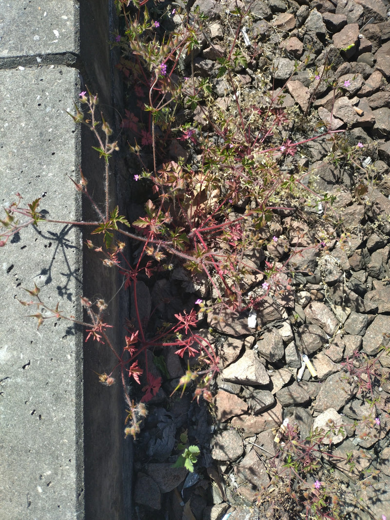 Te zien is een zachte ooievaarsbek met fijngesneden bladeren en kleine roze bloemen, groeiend tussen stenen en naast een betonnen muur.